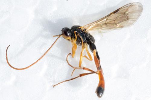 Réf. 188 203 : Hadrodactylus sp.